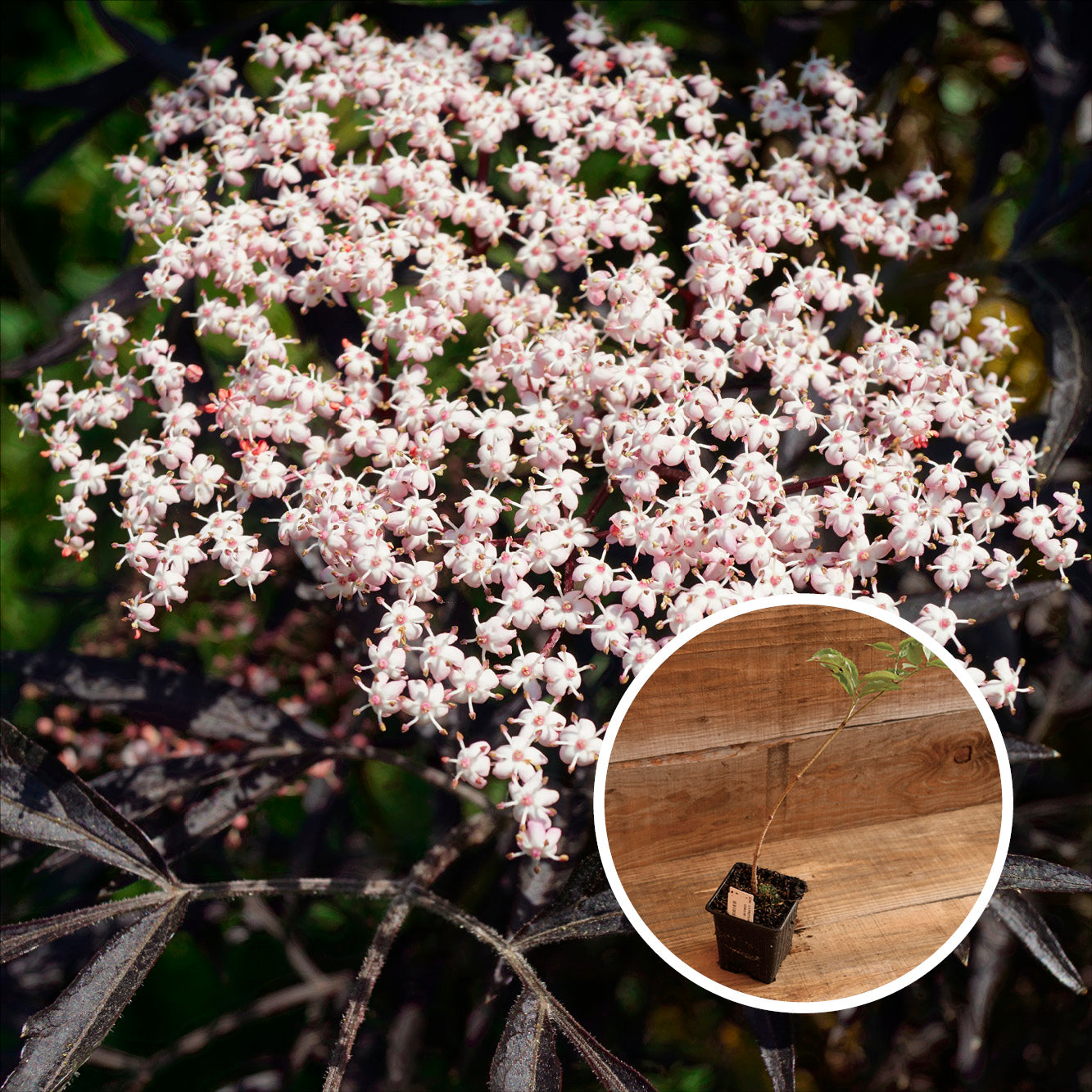 SUREAU HASCHBERG AB - PLANT