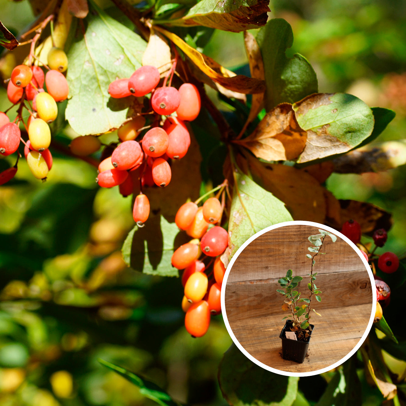 ÉPINE VINETTE AB - PLANT