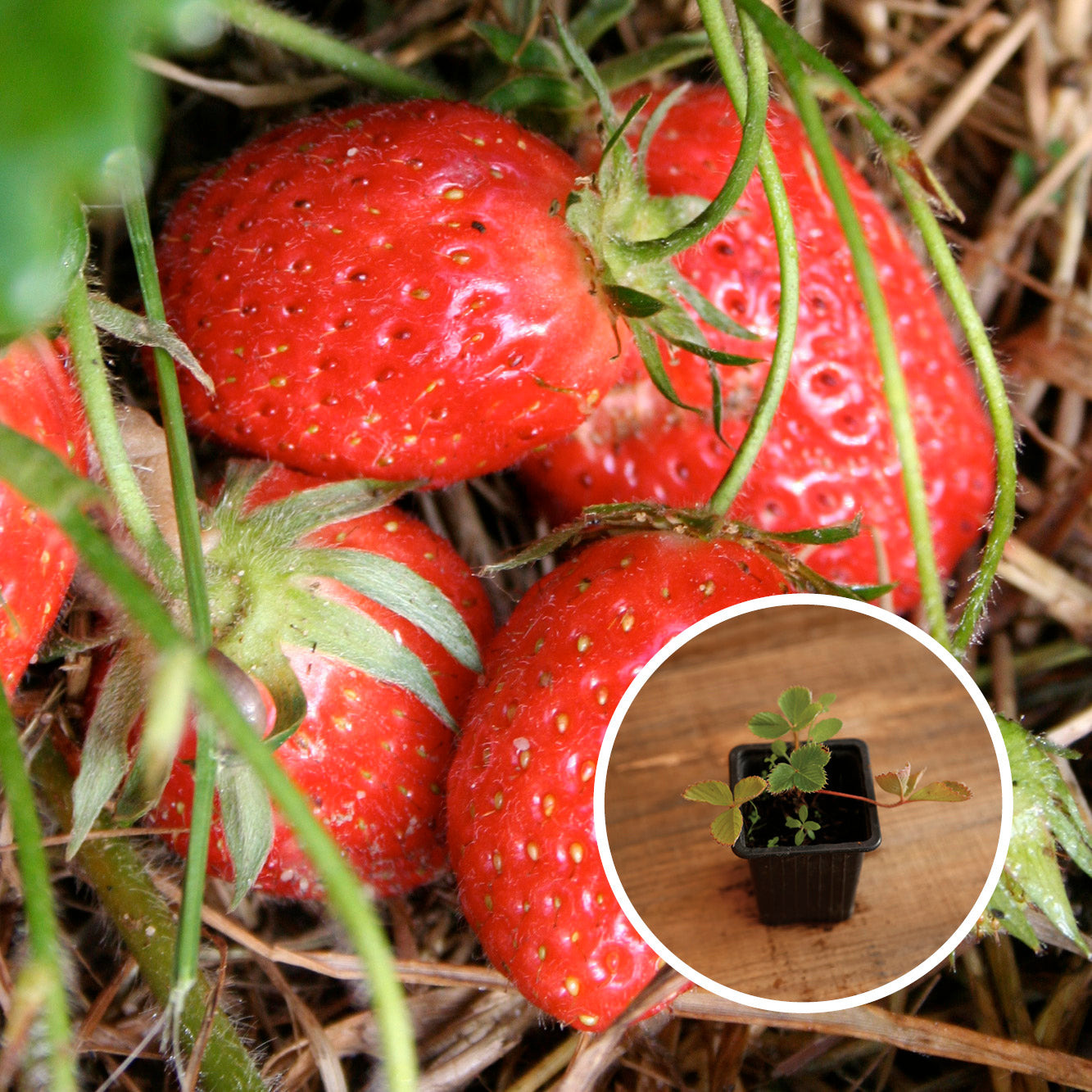 FRAISIER MAMIE AB - PLANT