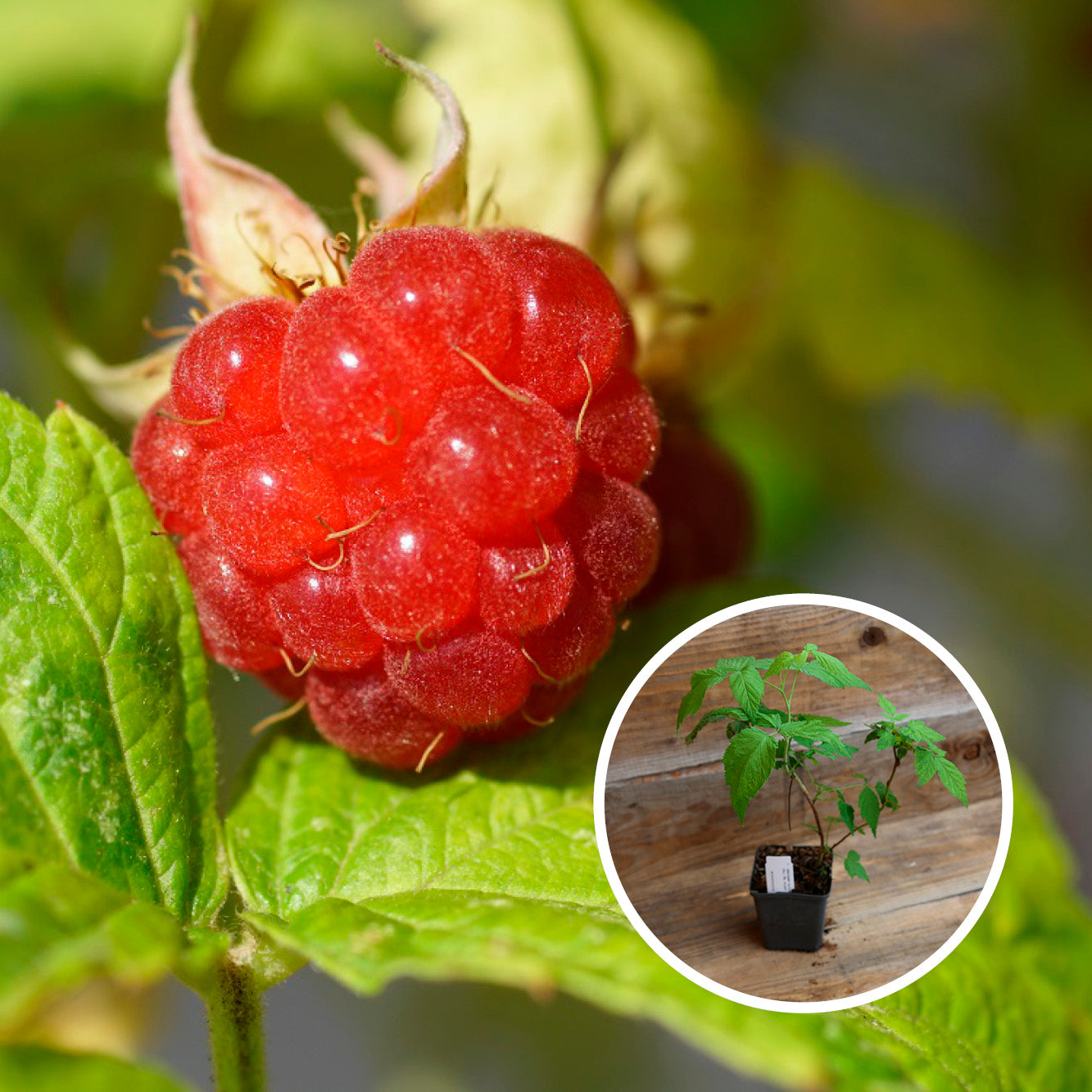 FRAMBOISIER BOIS BLANC - PLANT AB