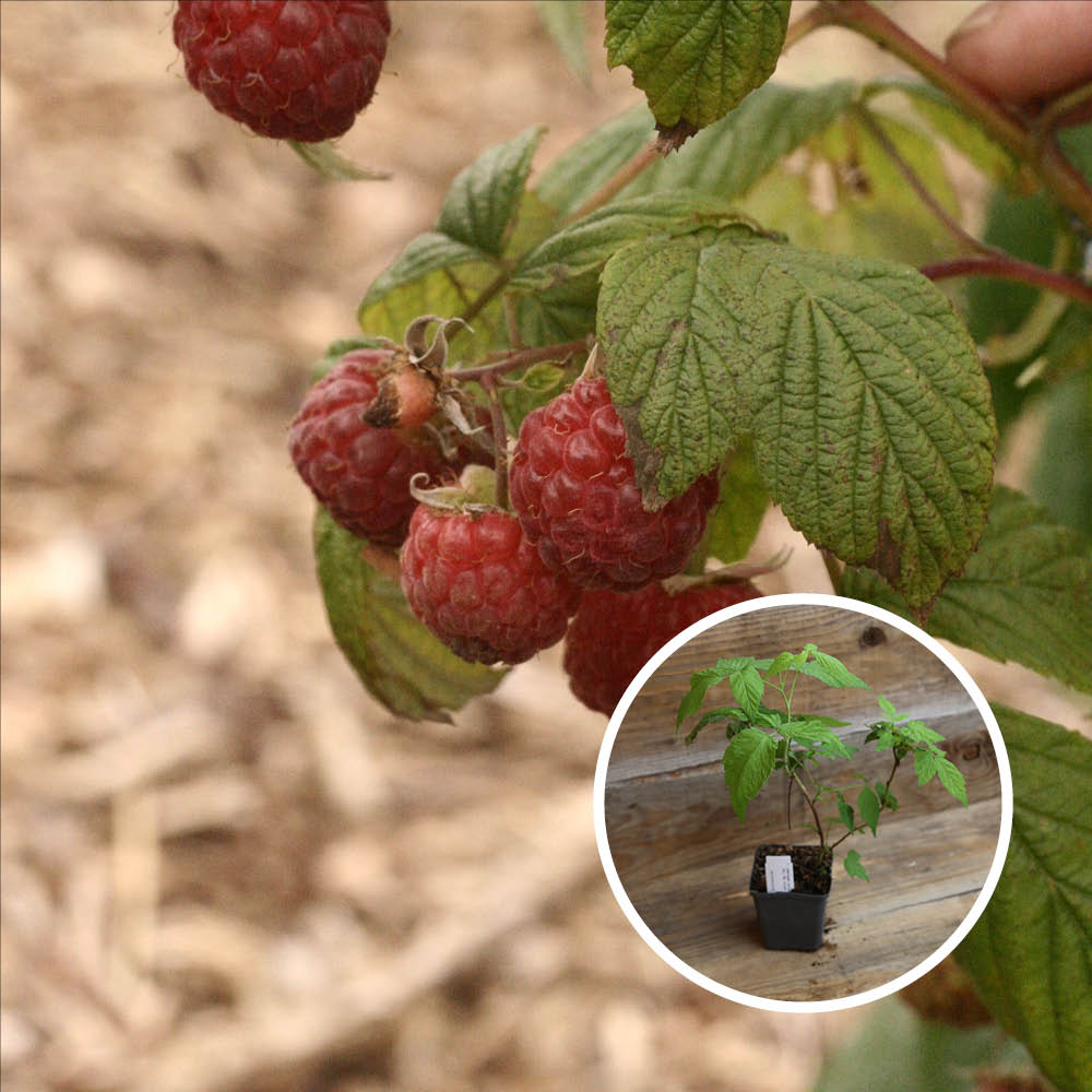RASPBERRY TREE AUGUSTRED AB - PLANT