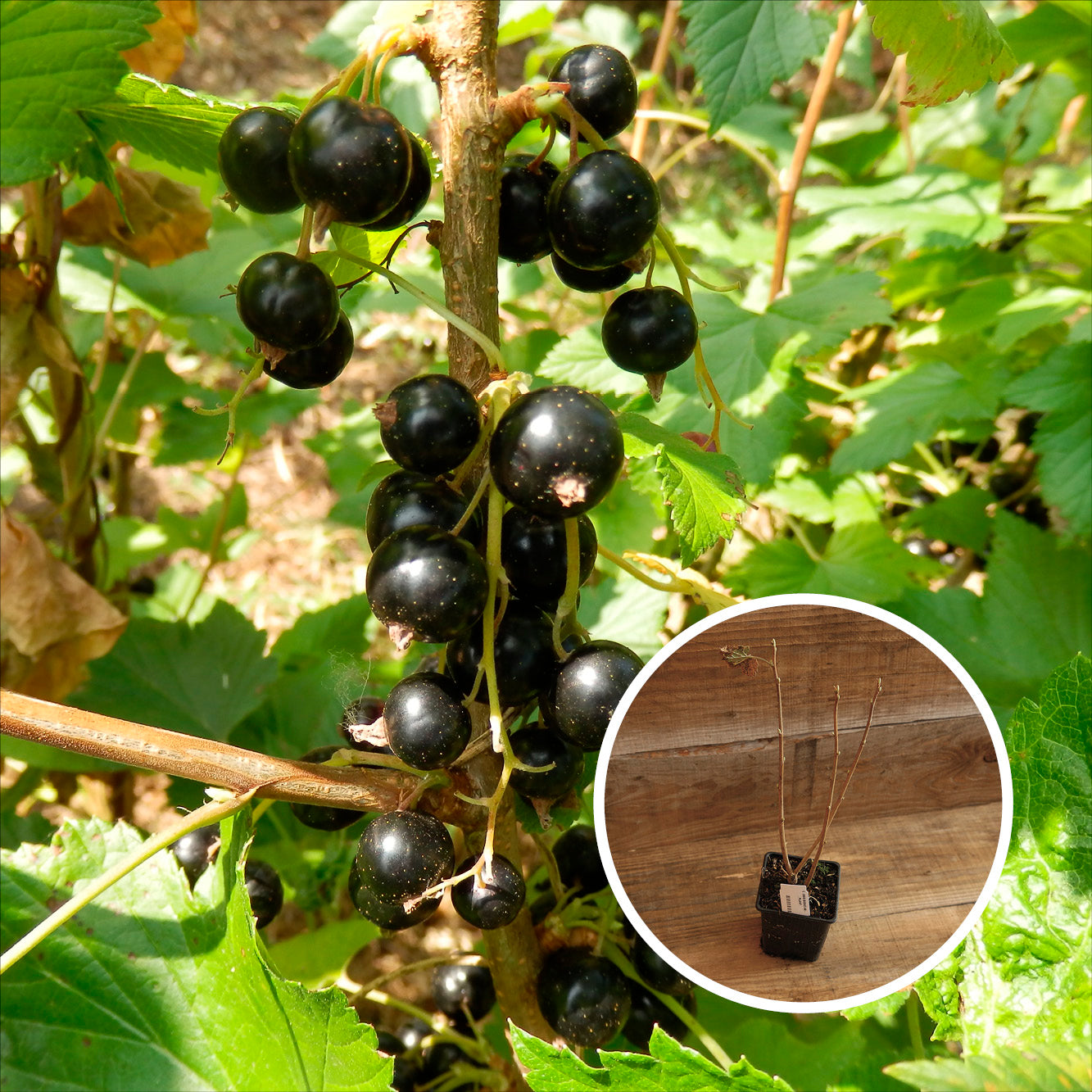 CASSIS BLACKDOWN AB - PLANT