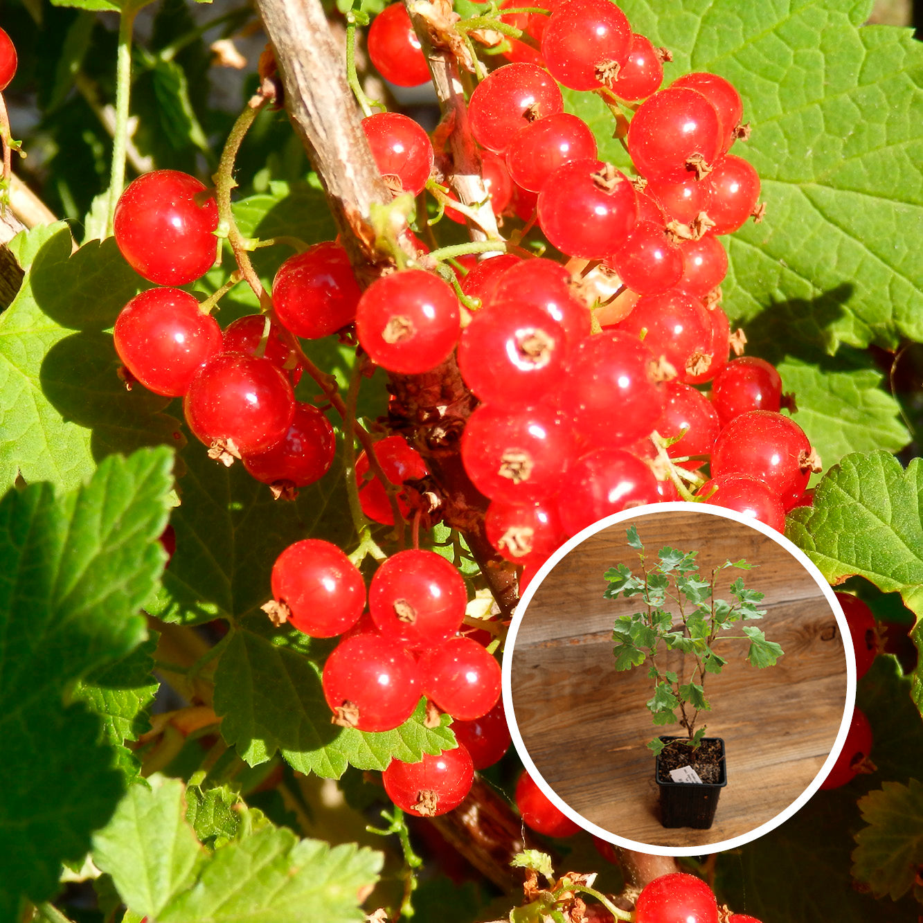 GROSEILLIER À GRAPPE ROUGE HEROS AB - PLANT