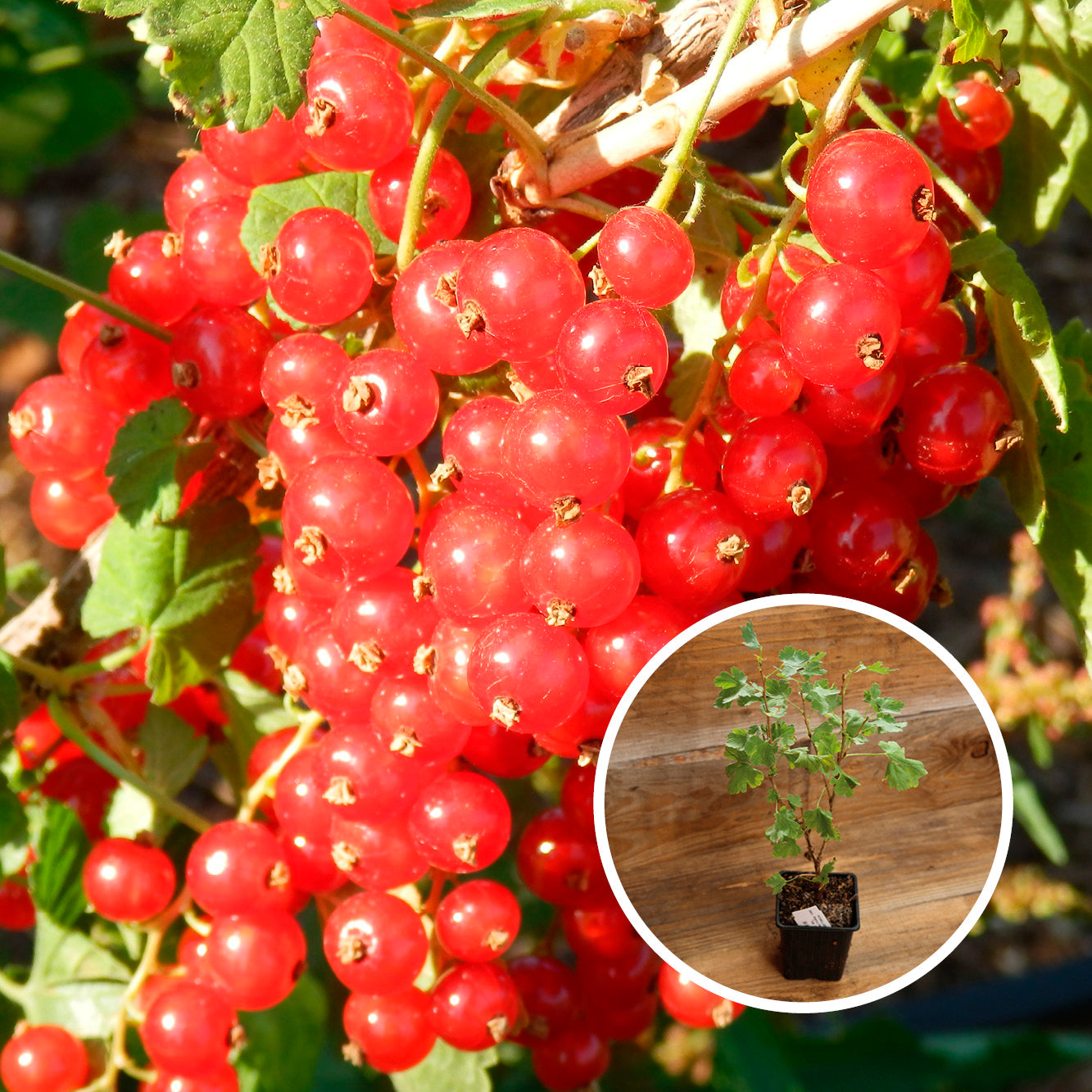 GROSEILLIER À GRAPPE ROUGE WILDER AB - PLANT