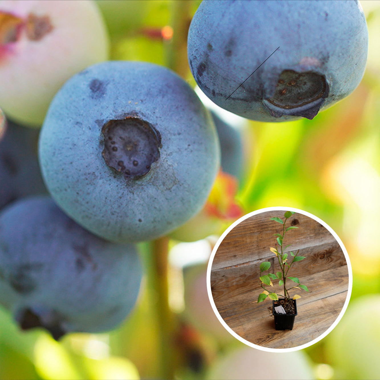 MYRTILLIER ARBUSTIF BLUECROP AB - PLANT
