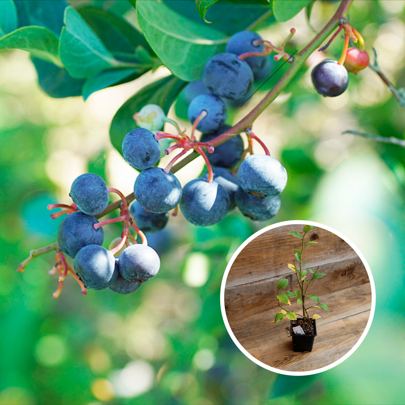 MYRTILLIER ARBUSTIF CENTURION AB - PLANT