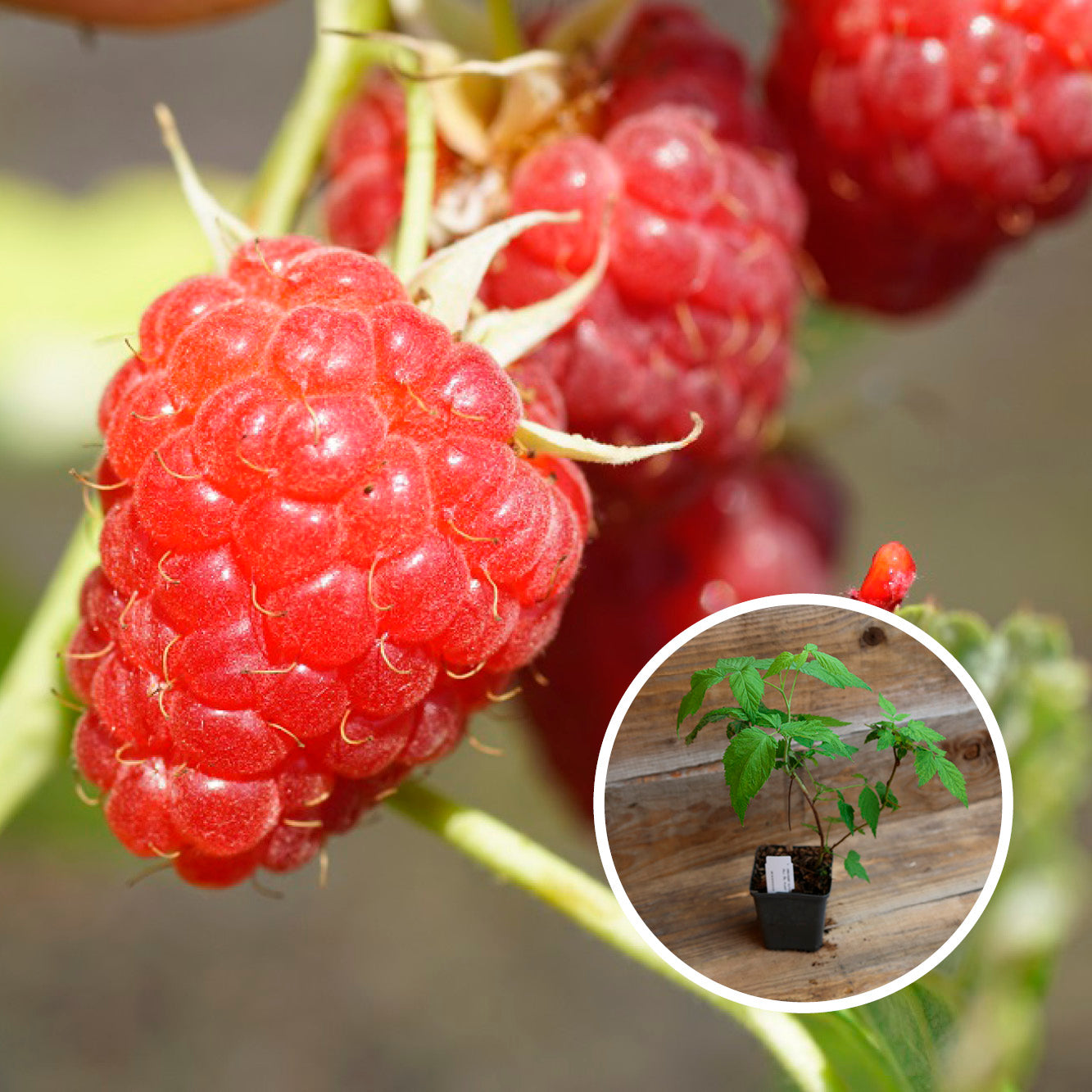 FRAMBOISIER ROUGE MALLING PROMISE AB - PLANT