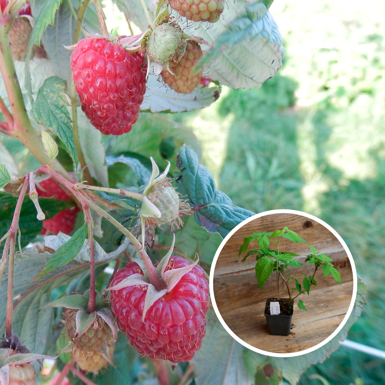 FRAMBOISIER ROUGE POLKA AB - PLANT