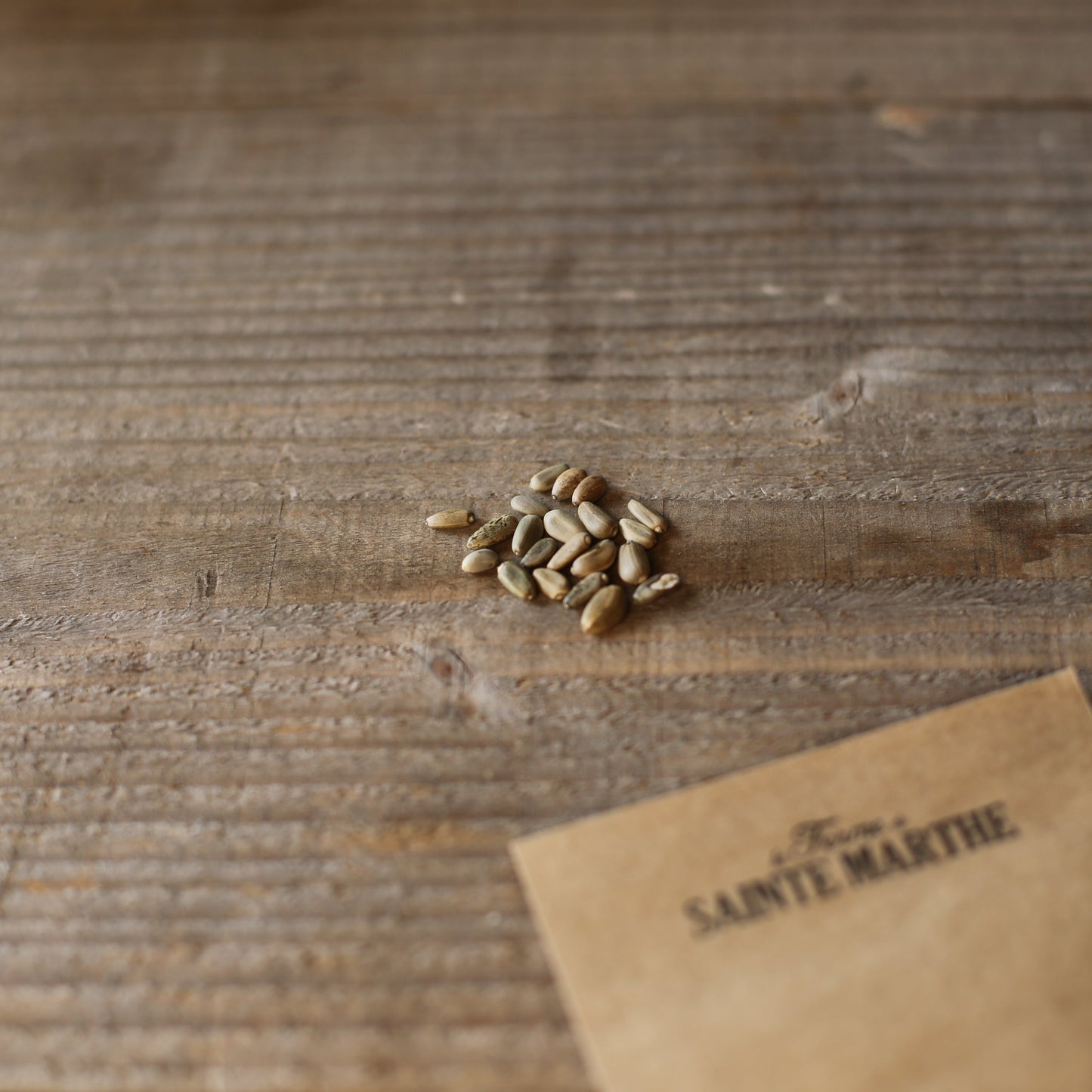 ARTICHAUT VIOLET DE PROVENCE NT