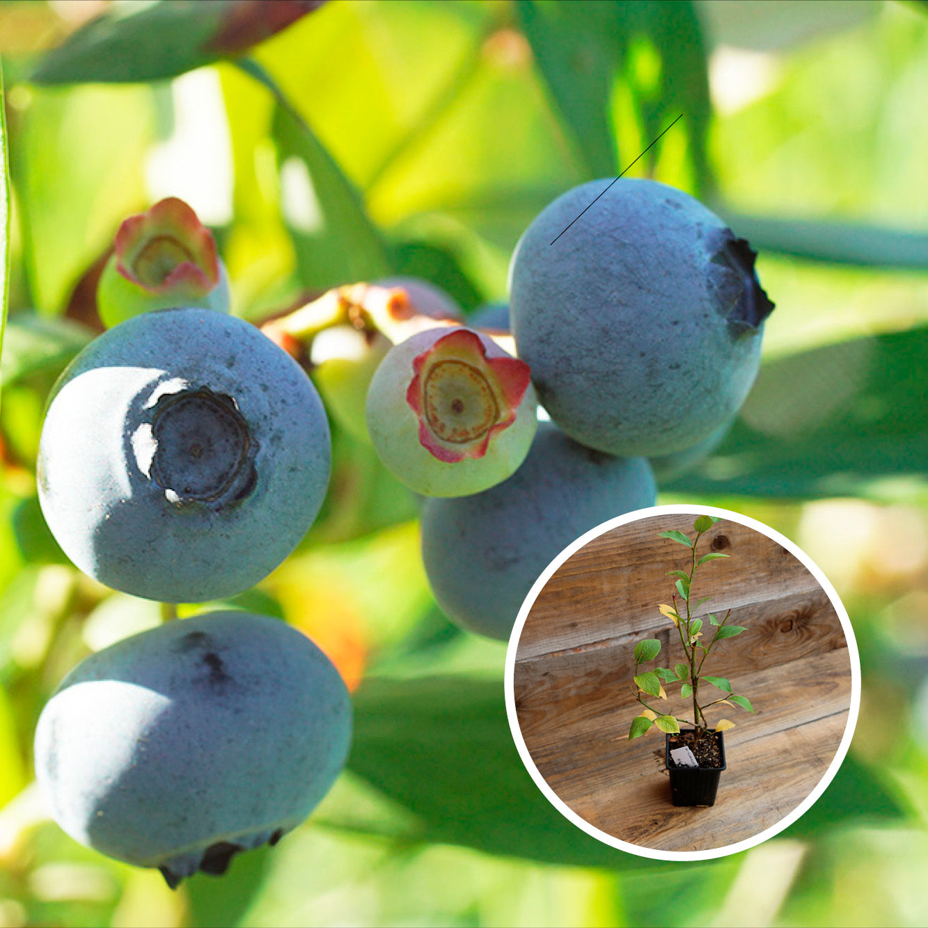 MYRTILLIER ELLIOTT AB - PLANT