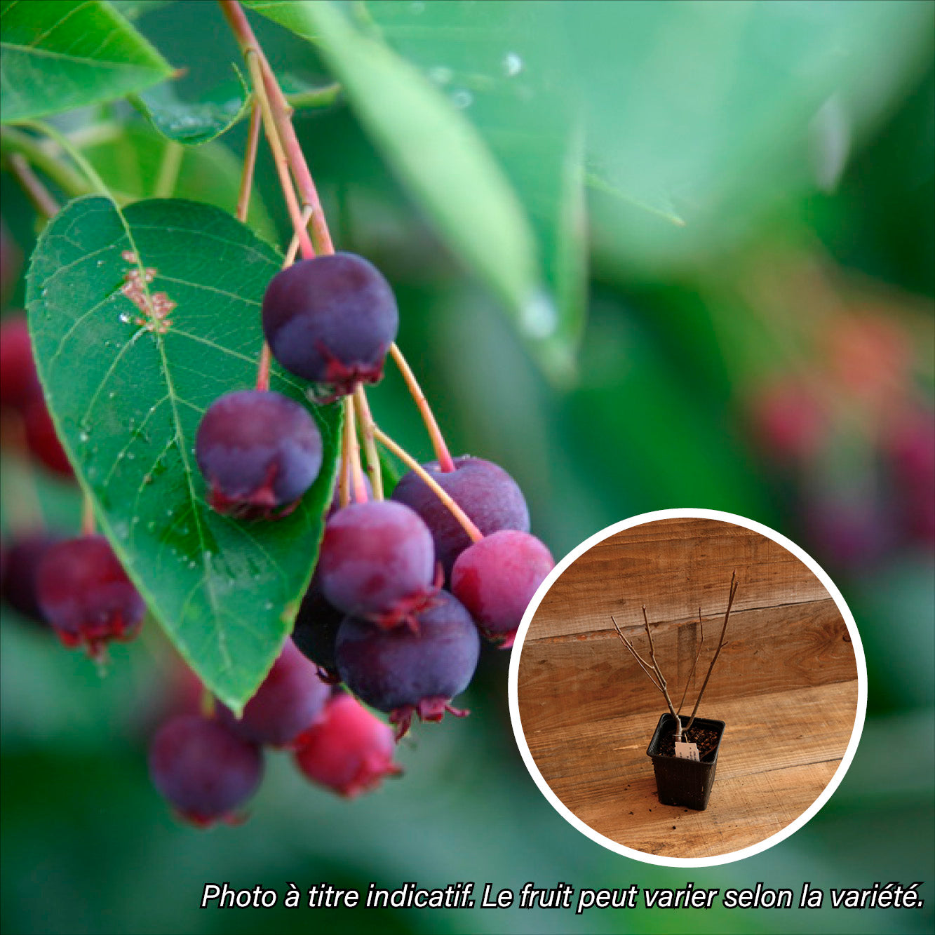 AMÉLANCHIER SMOKY AB - PLANT