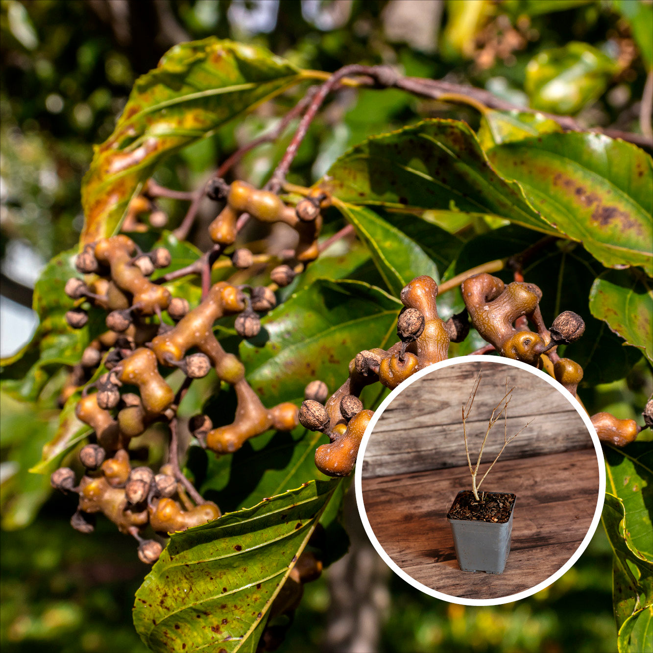 RAISINIER DE CHINE AB - PLANT