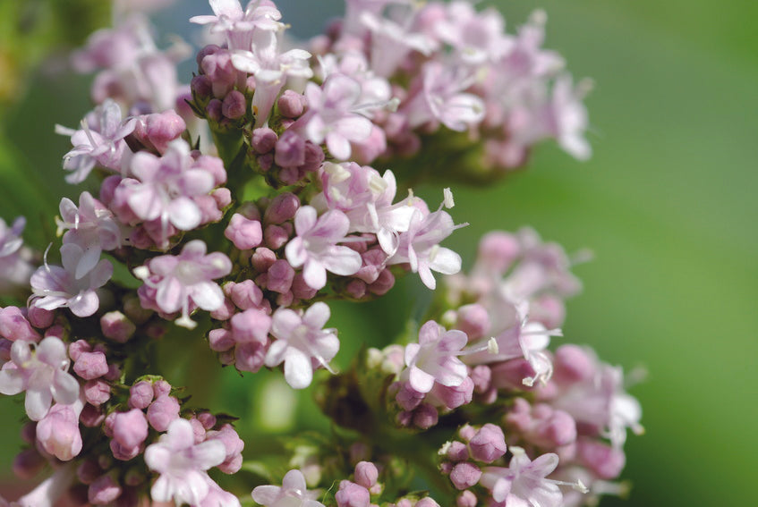 VALERIAN OFFICINALE NT