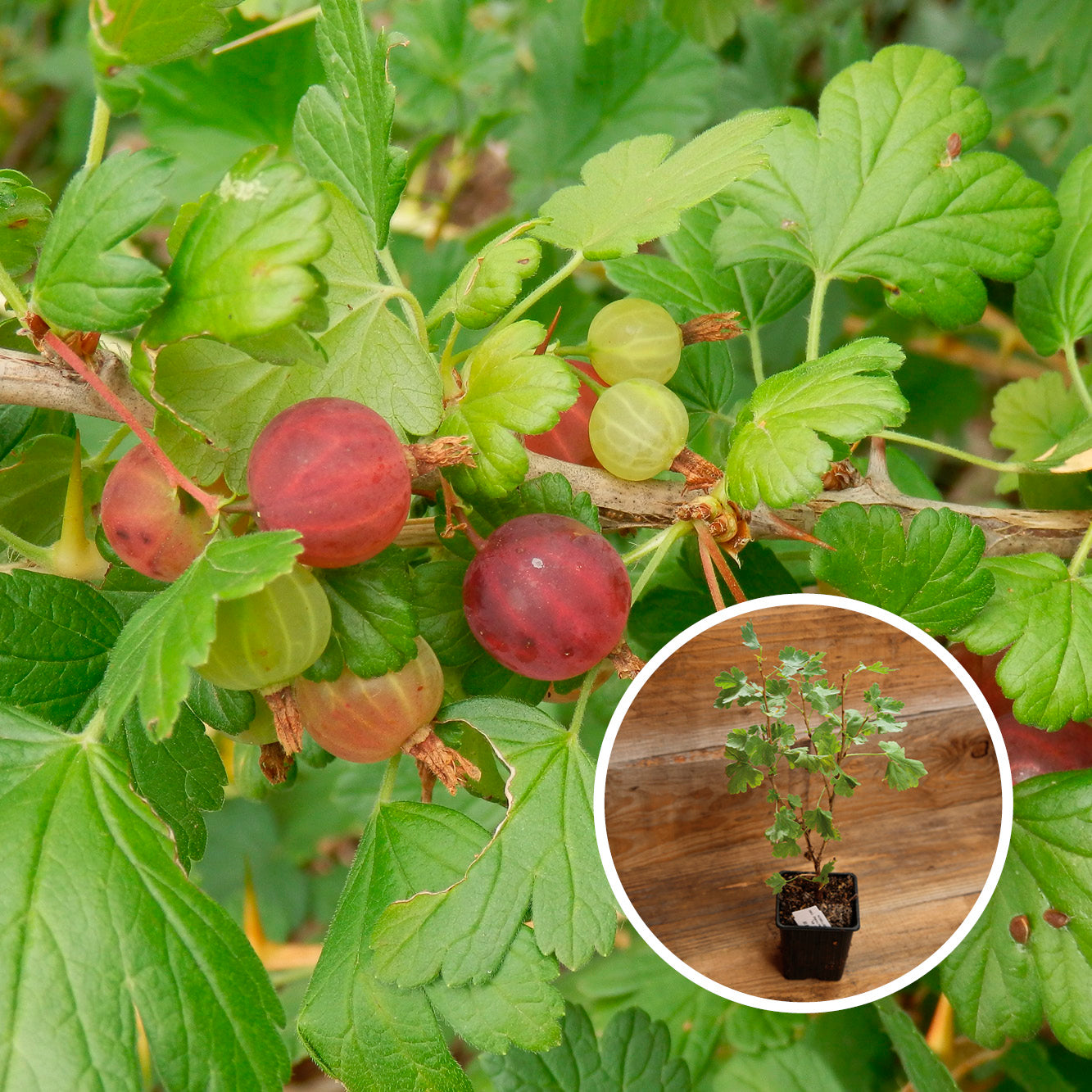 GROSEILLIER À MAQUEREAU WORCESTER