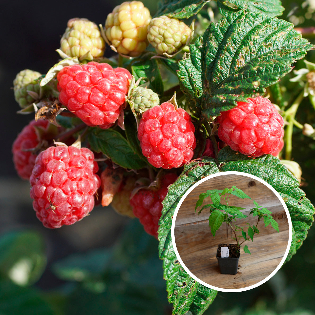 FRAMBOISIER ROUGE VERSAILLE