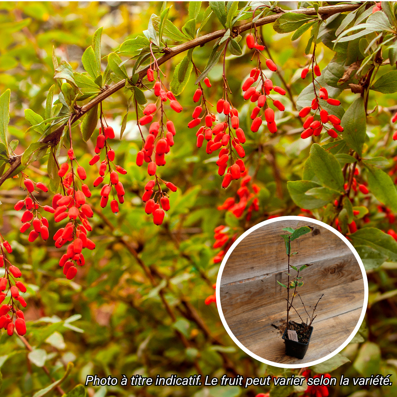 BAIE DE GOJI PRINCESS TAO - PLANT