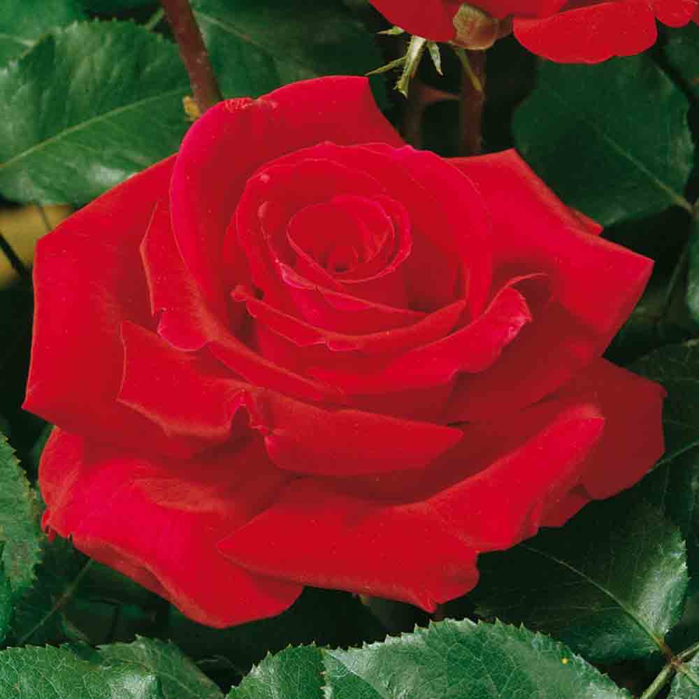ROSENBUSCH VICTOR HUGO® - GROSSE BLÜTEN