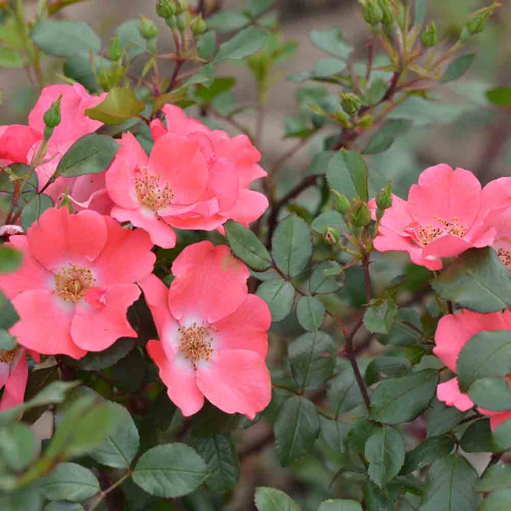 ROSE DOUCEUR NORMANDE® - BODENDECKER