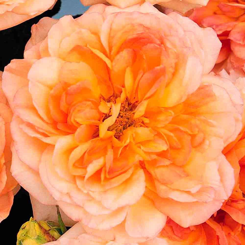 ALPHONSE DAUDET® ROSE - LARGE FLOWERS