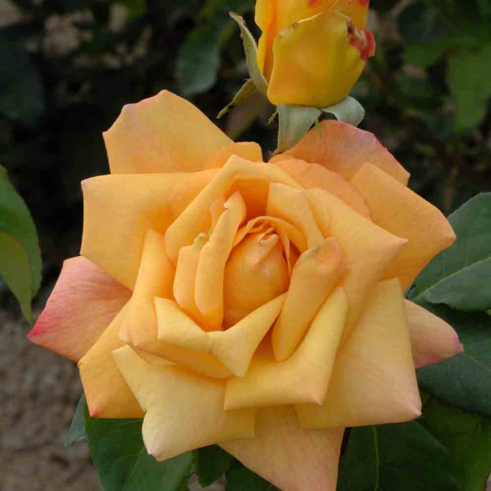 ROSE DIORAMA - LARGE FLOWERS