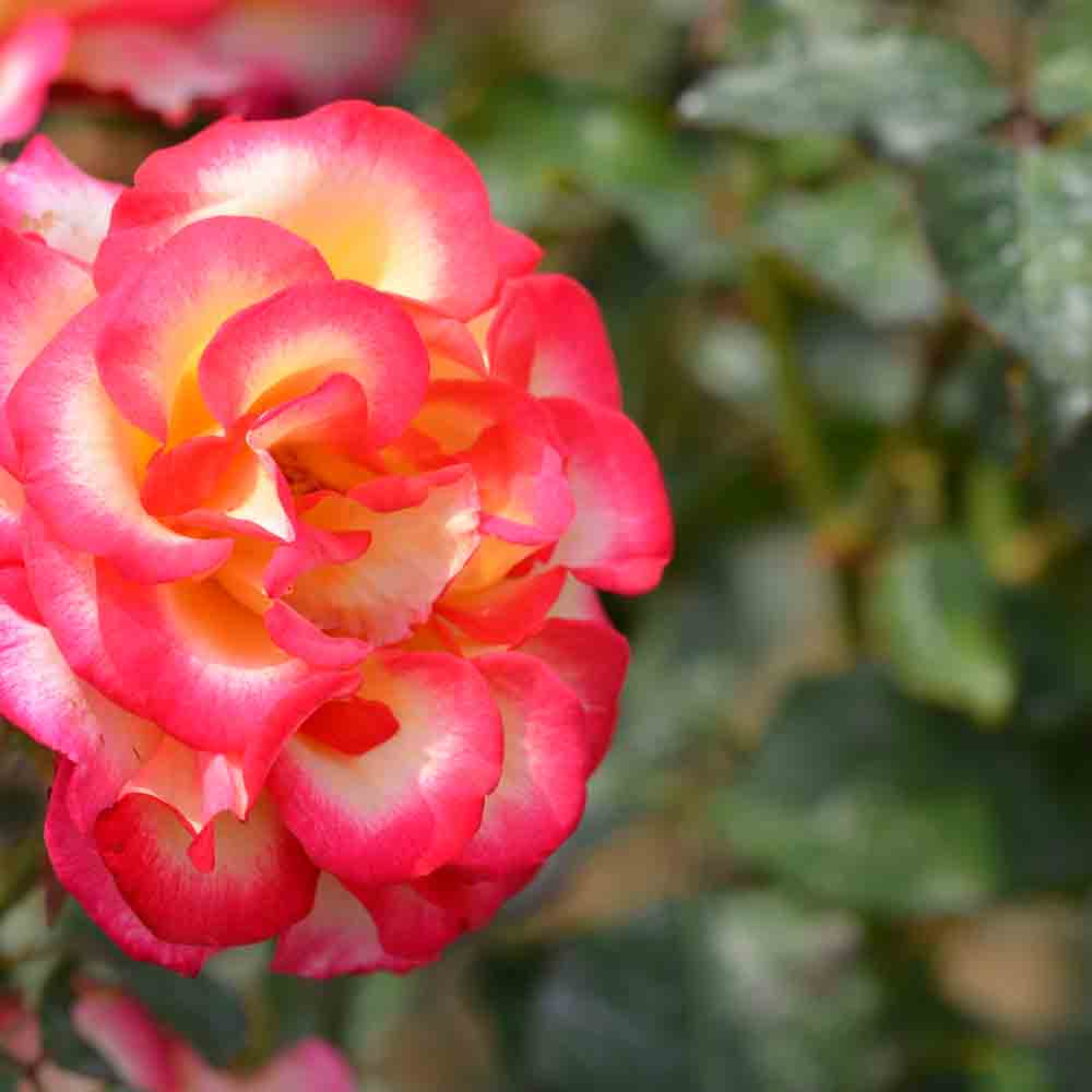 ROSENBUSCH LÉO FERRÉ® – GRUPPIERTE BLUMEN