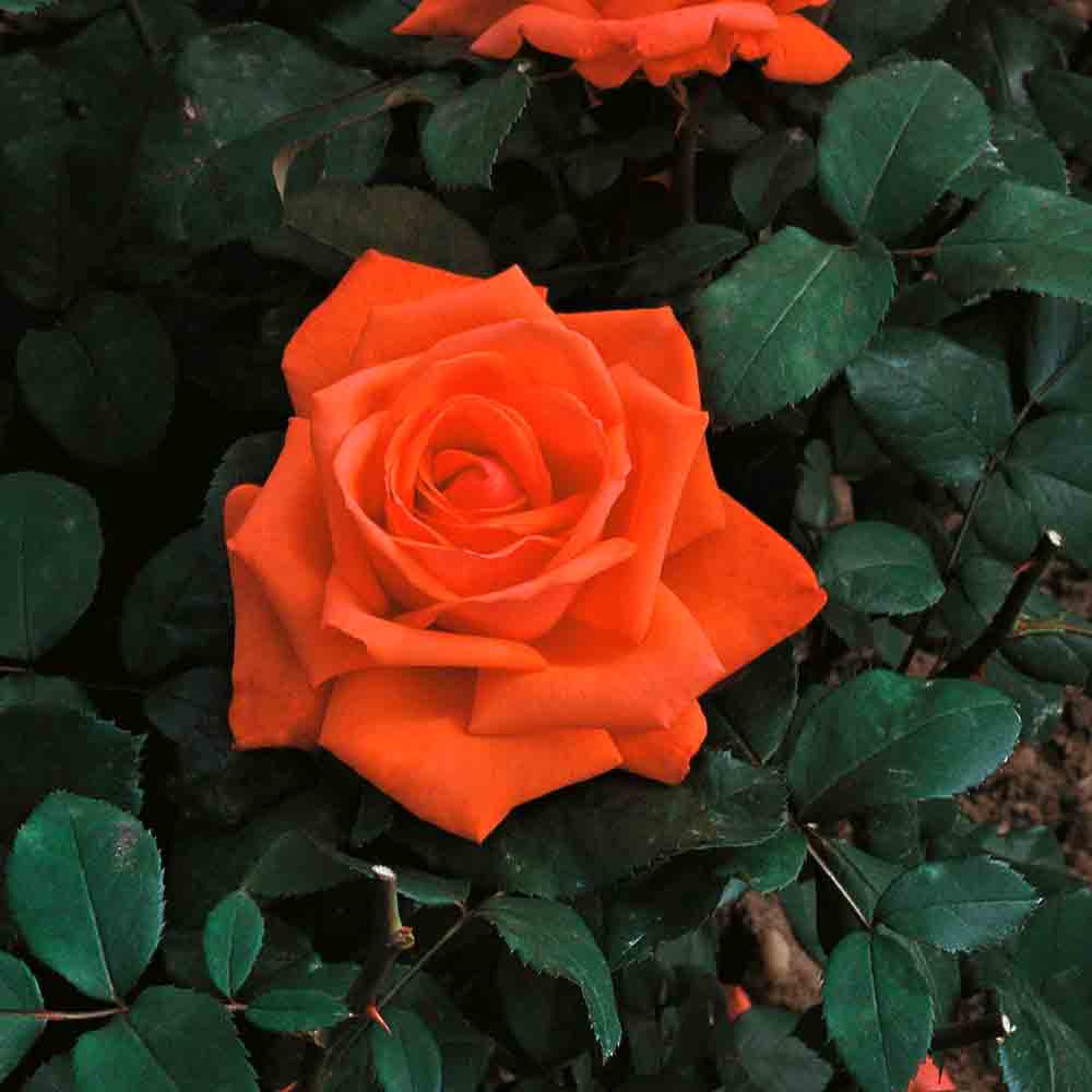 SUPER STAR® ROSENBUSCH – GROSSE BLÜTEN