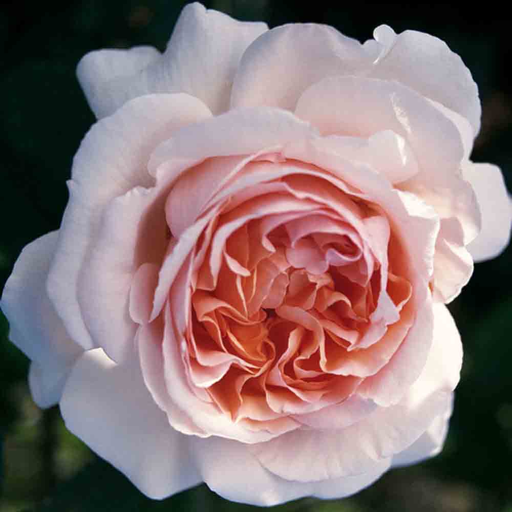 ANDRÉ LE NOTRE® ROSE - CLIMBING