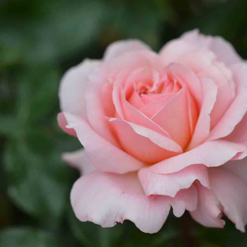 ROSE DE CORNOUAILLE® ROSEBUSH - RETRO