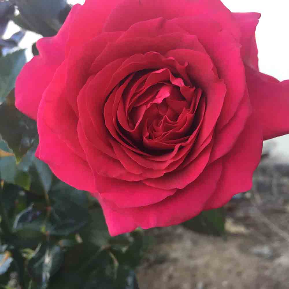 ROSE BUSH THE KING OF HEARTS
