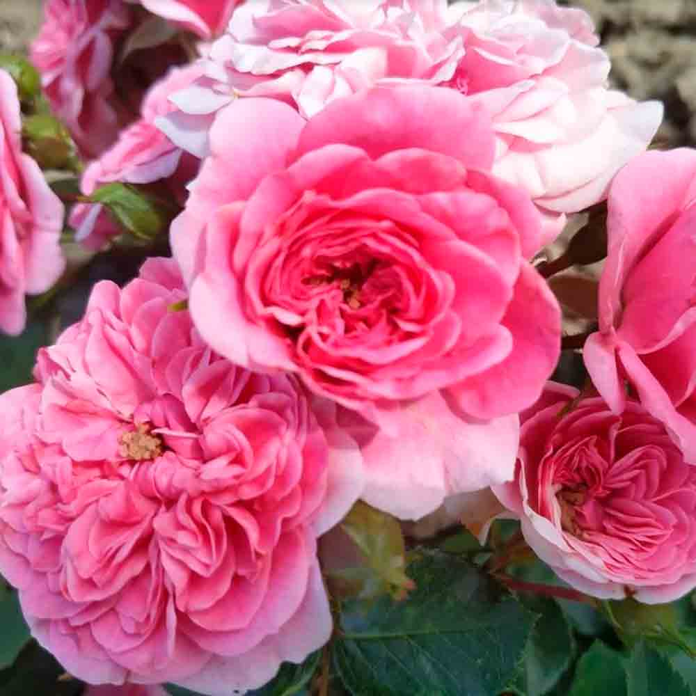 ESSBARE ROSE GEBURTSTAGSROSE AB
