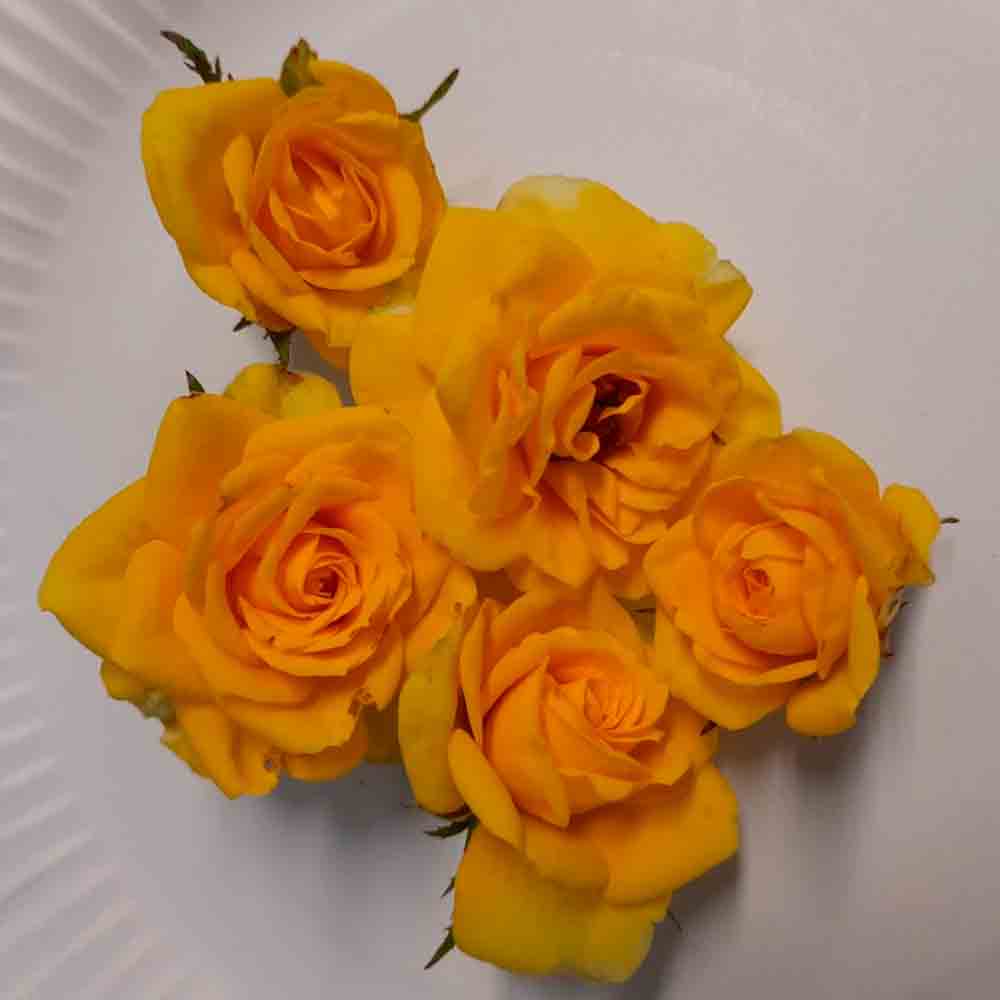 ESSBARE ROSE PICKNICK AB