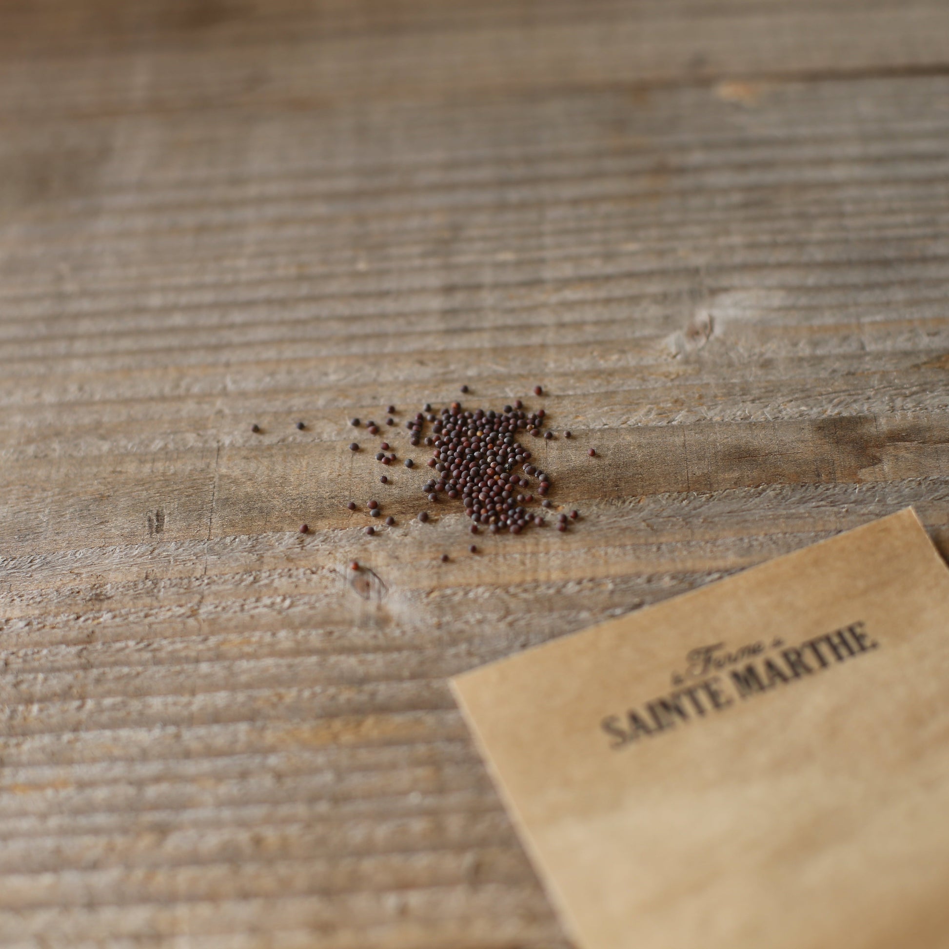 CHOU BROCOLI VERT CALABRESE NATALINO AB