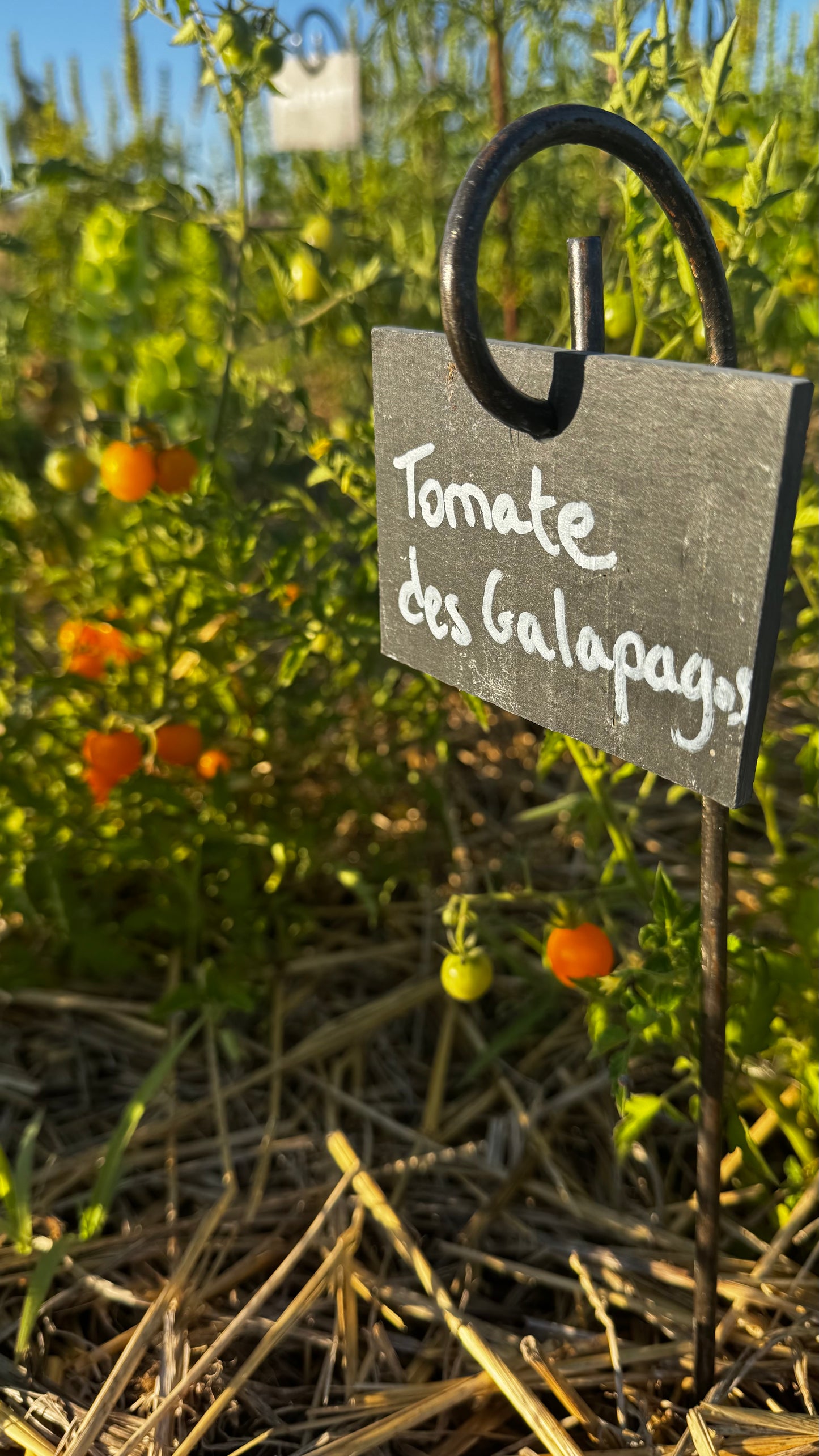 TOMATE DES GALAPAGOS AB