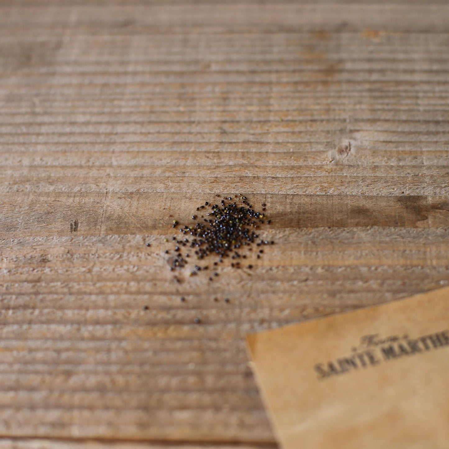 MYOSOTIS DES BOIS NT