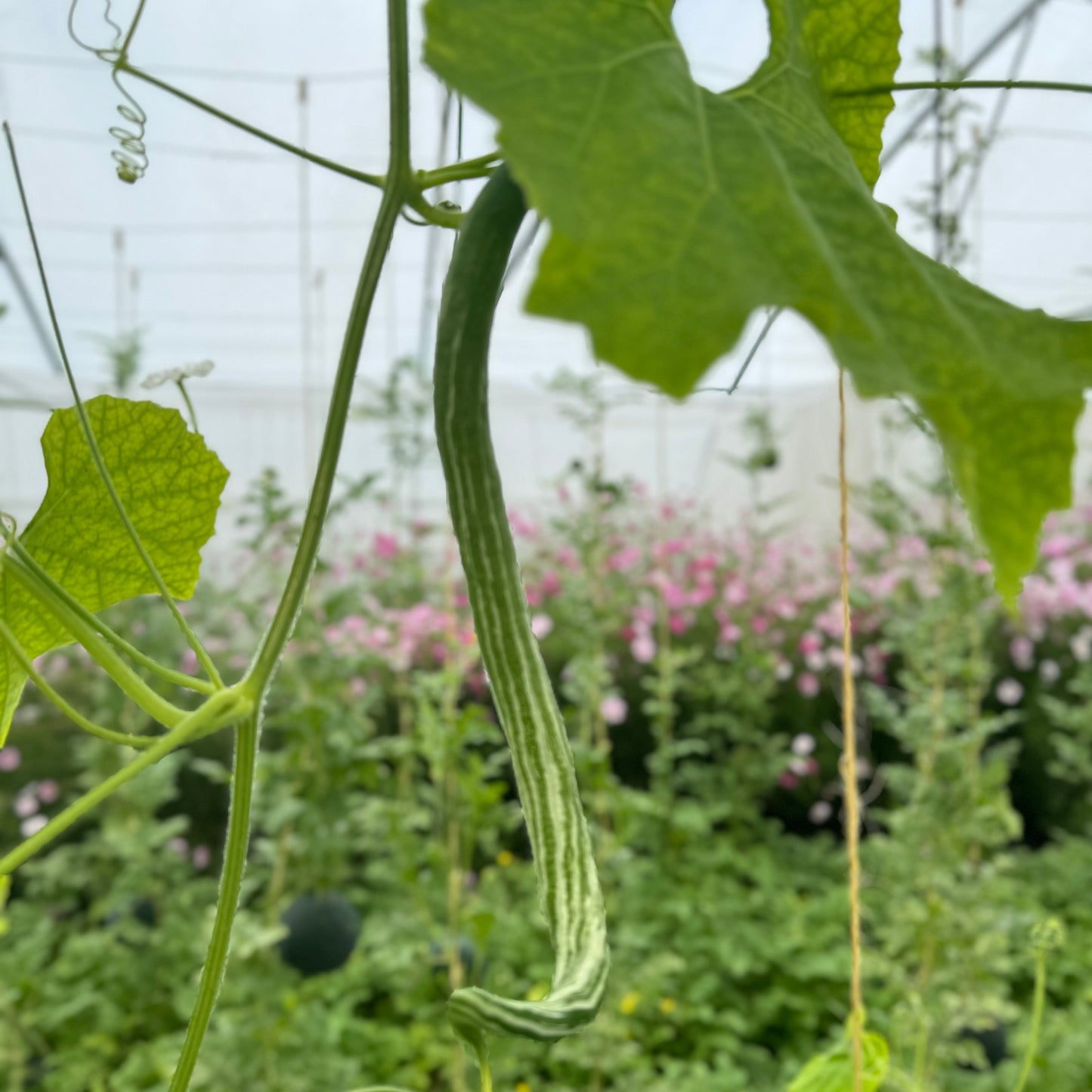 COURGE SERPENT OU FLEURS DENTELLES AB