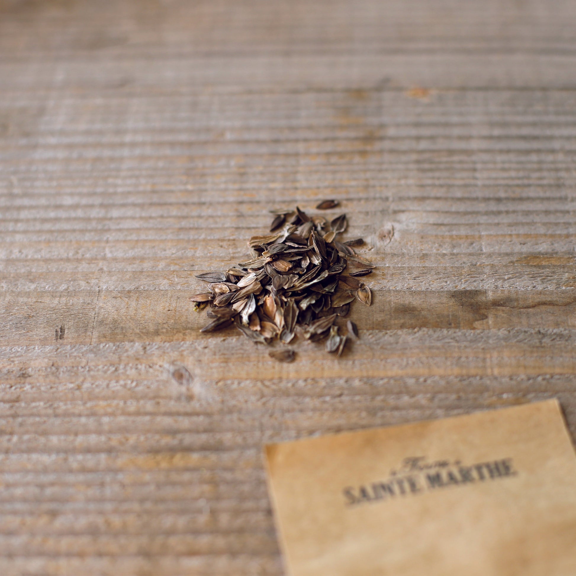 ZINNIA A FLEURS DE DAHLIA GREEN ENVY AB