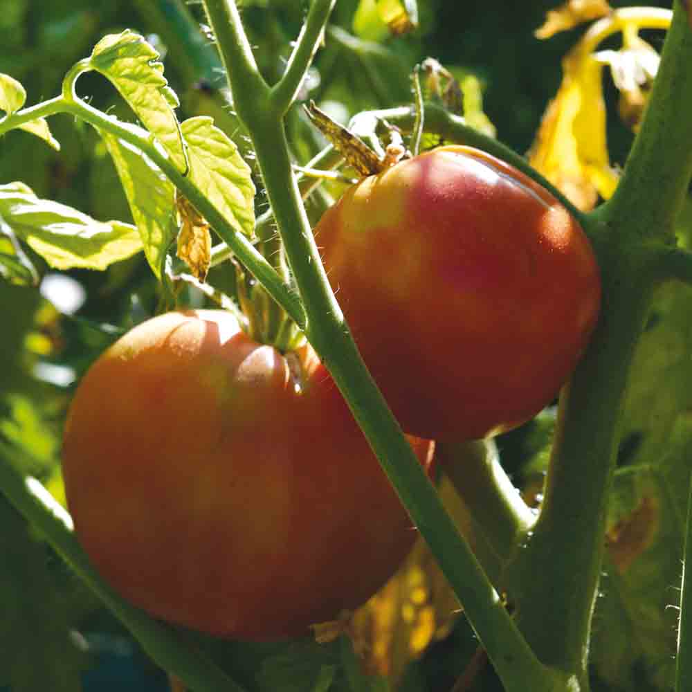 TAPPY'S HERITAGE NT TOMATO