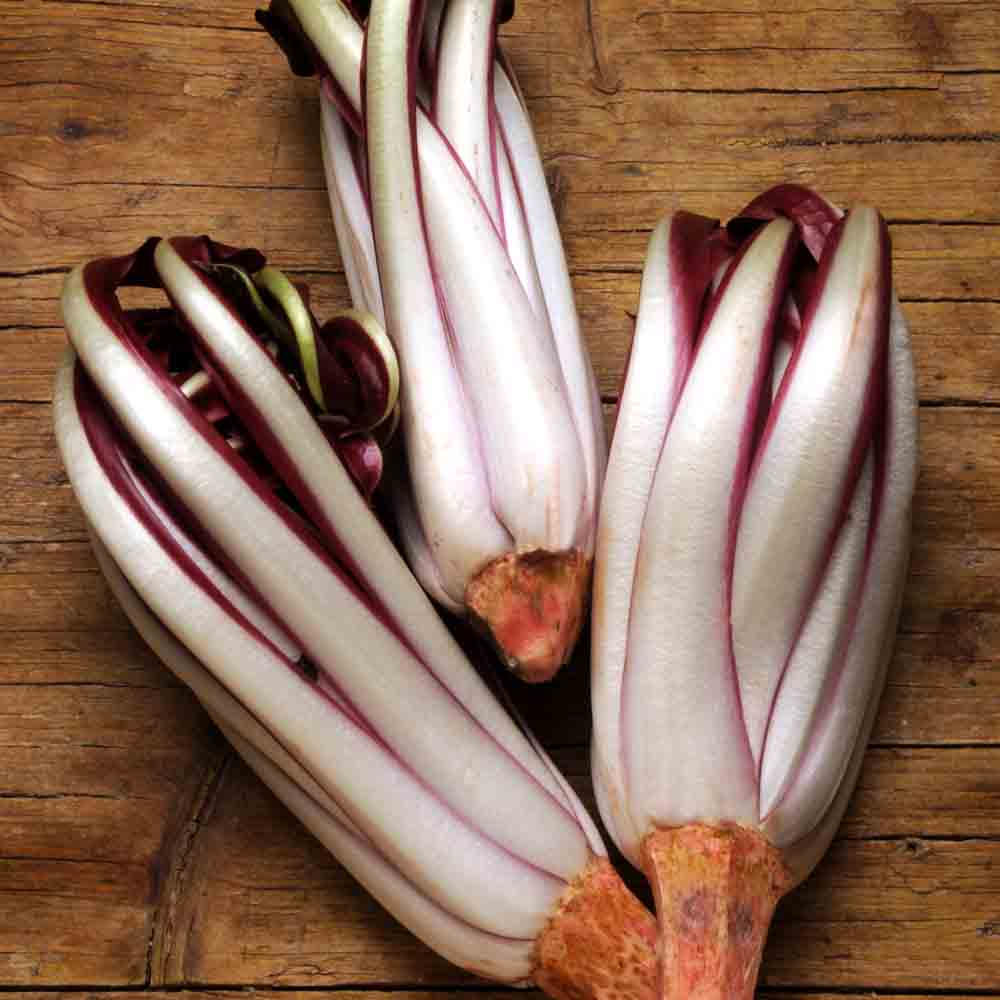 ENDIVE LATE AB