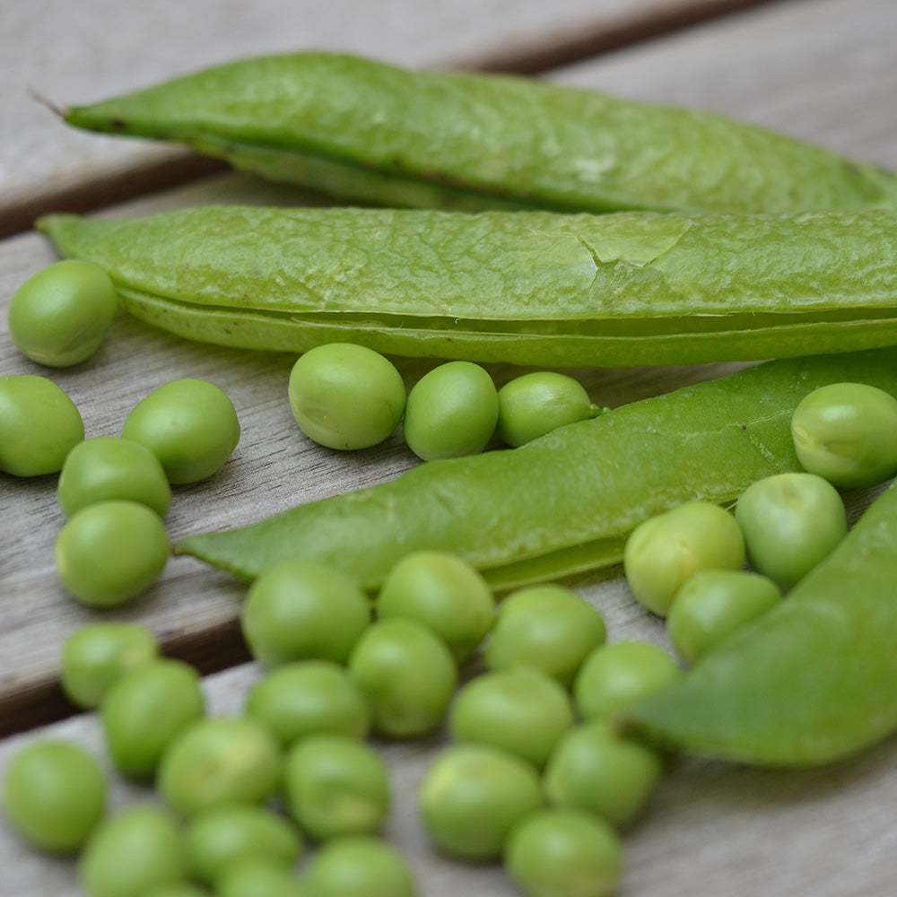 POIS NAIN PROGRESS 9 GRAIN RIDE A ECOSSER AB