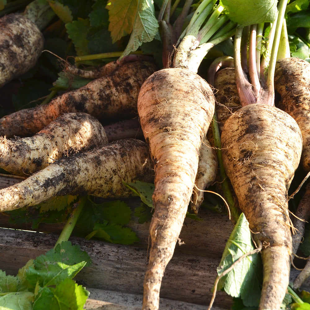 PANAIS BEDFORD MONARCH AB