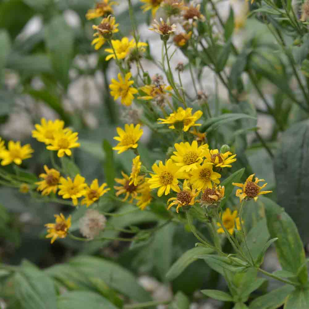 ARNICA DES PLAINES ODER AMERICAN AB