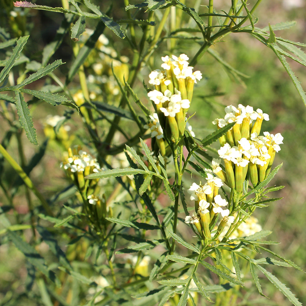 HUACATAY OU MENTHE NOIRE PERUVIENNE AB