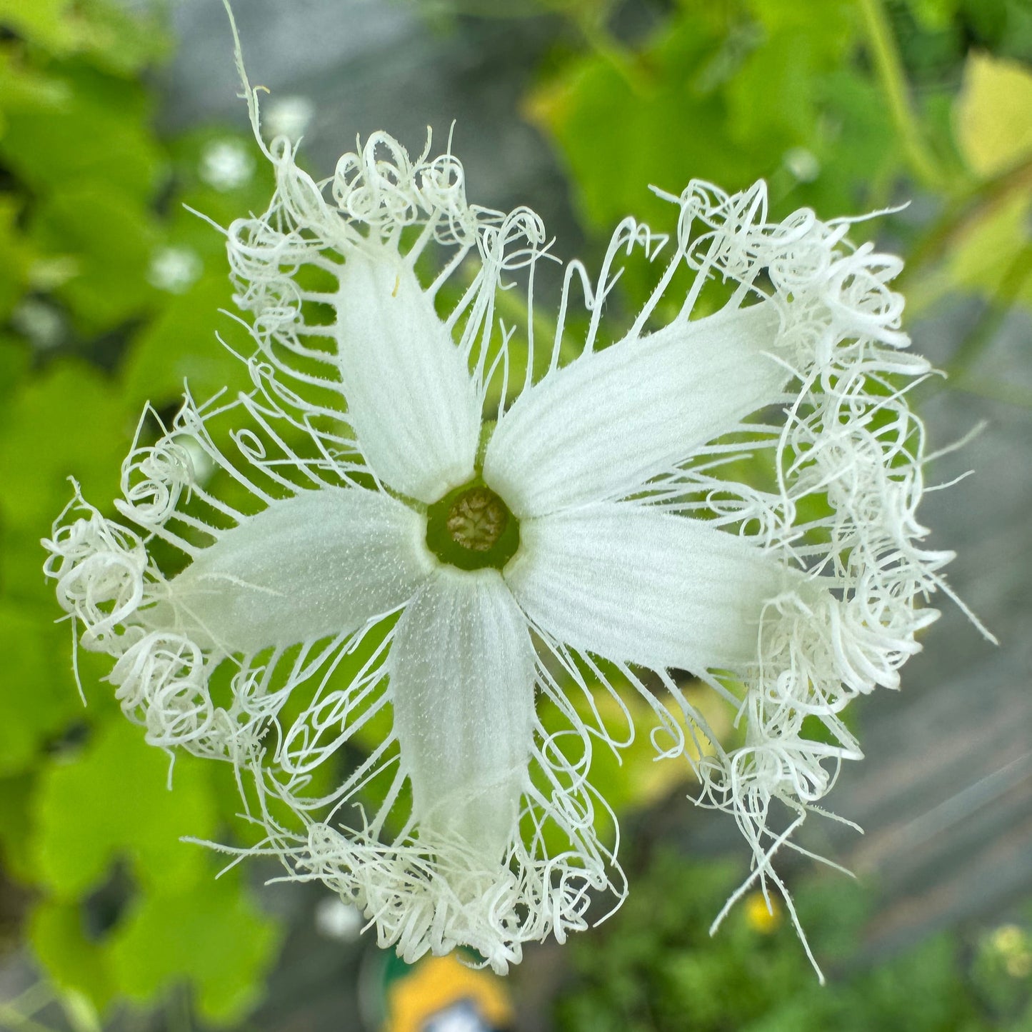 COURGE SERPENT OU FLEURS DENTELLES AB