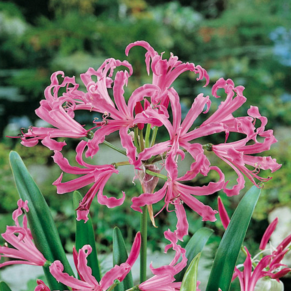 NERINES BOWDENII ALBIVITTA