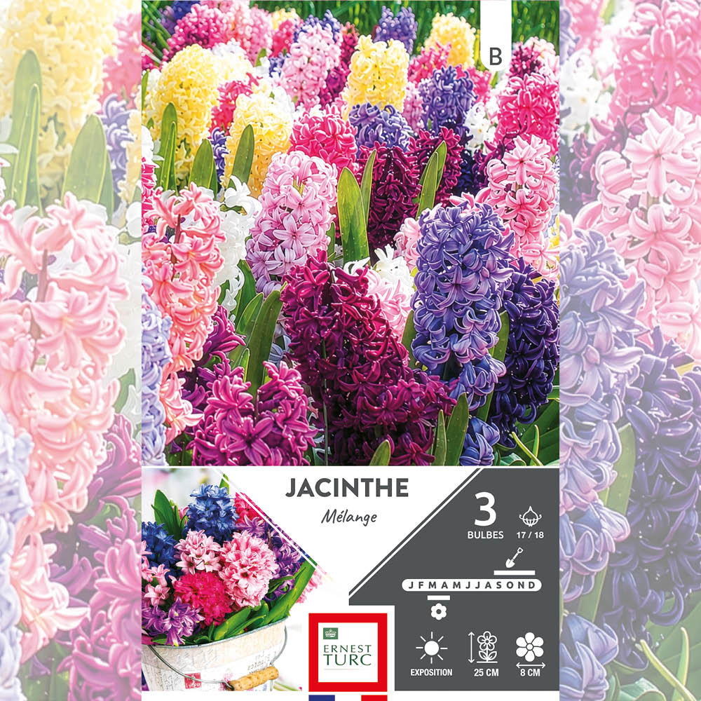 JACINTHES VARIÉES