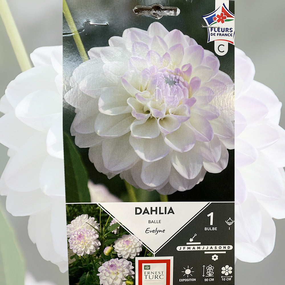 DAHLIA BALLE EVELYNE