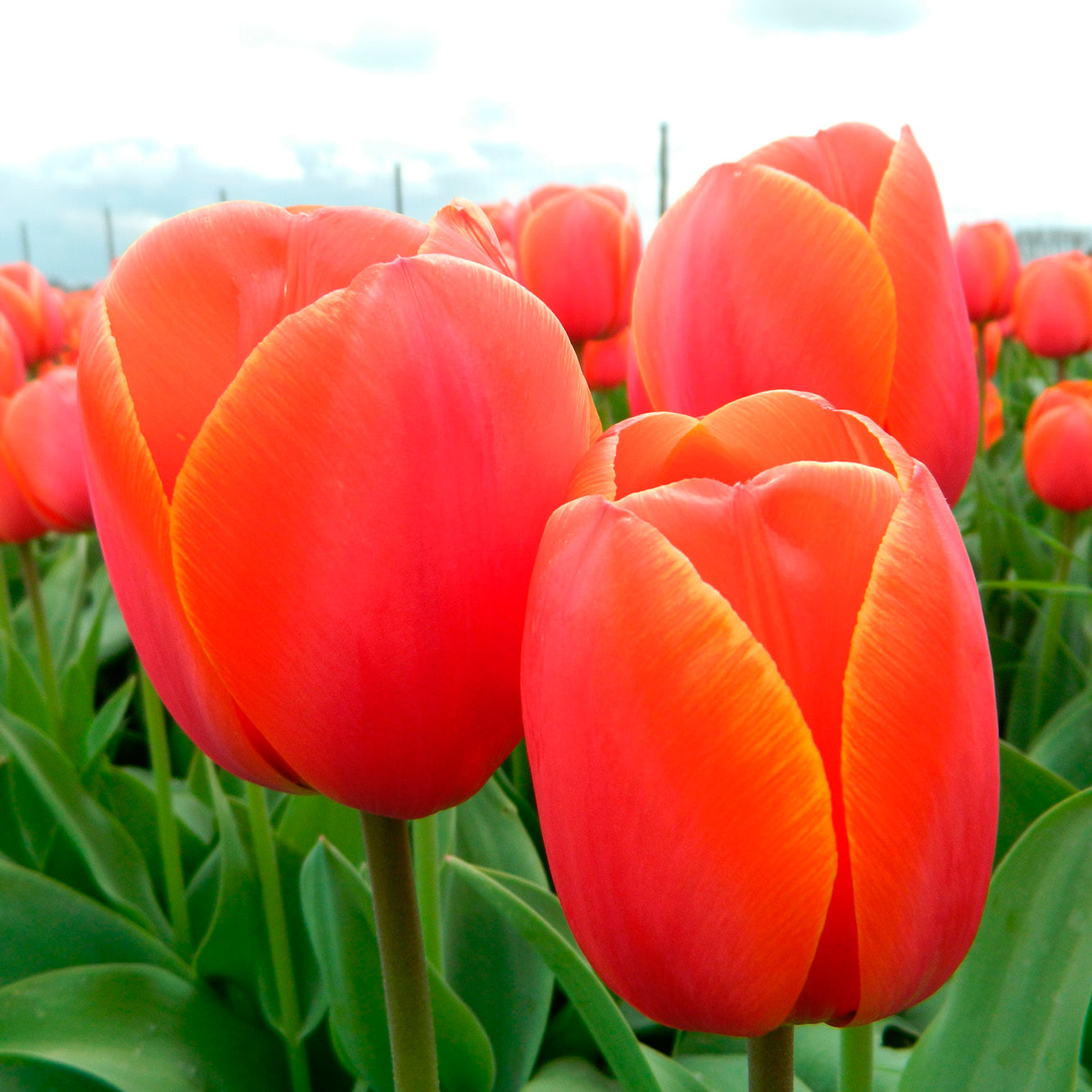 TULIPE AD REM