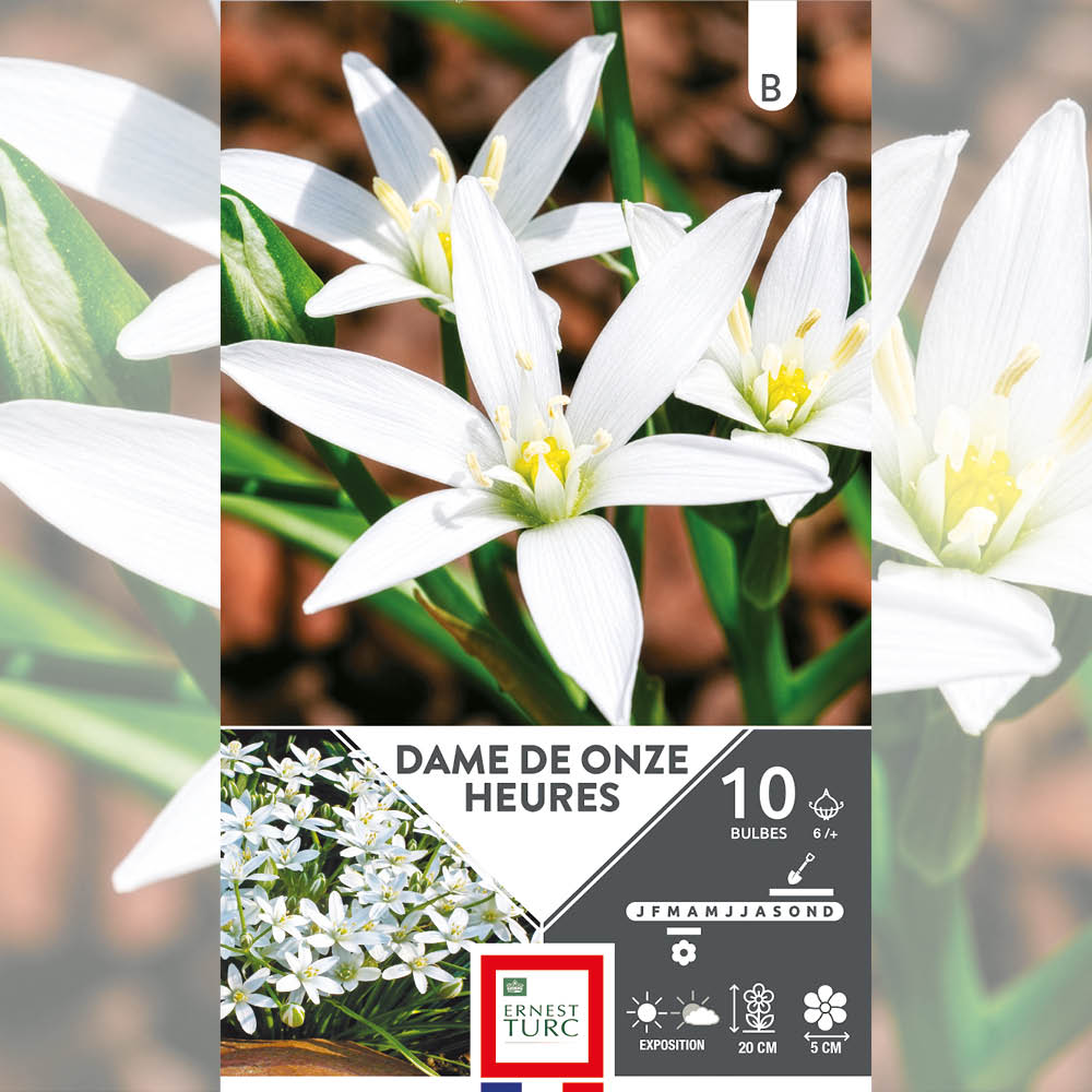 DAME DE ONZE HEURES (ORNITHOGALE UMBELLATUM)