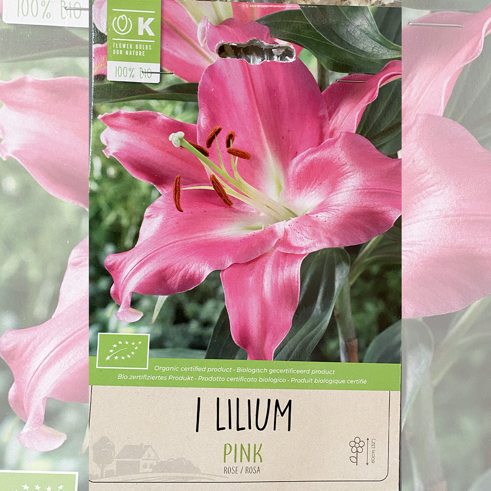 LYS ROSE (GRACIA) AB