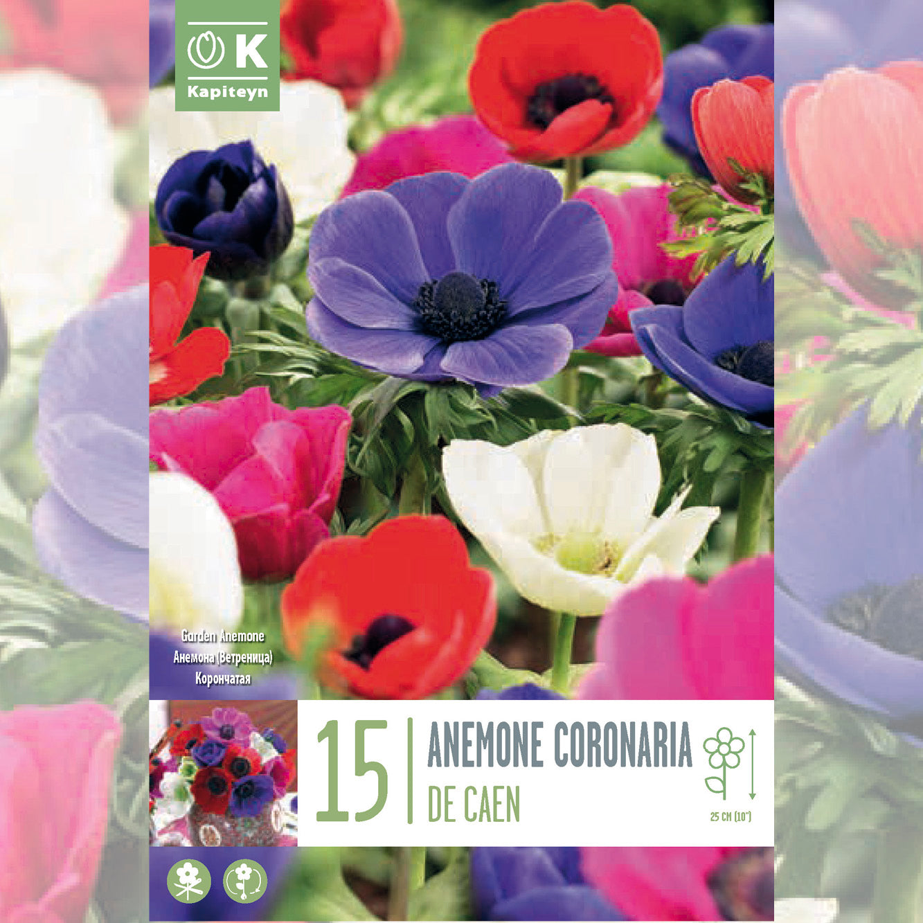ANÉMONE CORONARIA DE CAEN